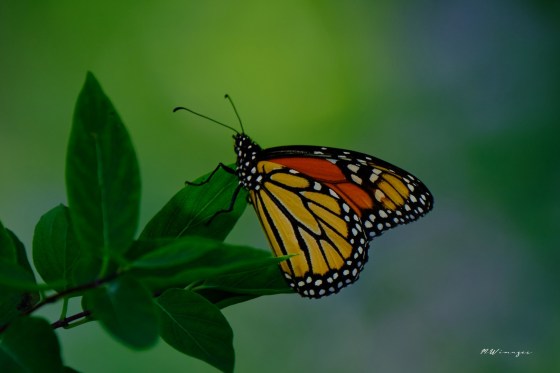 Monarch. Photo by Mark Williams.