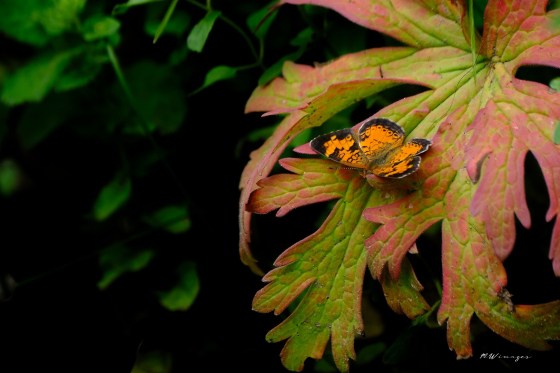 Northern Crescent. Photo by Mark Williams.