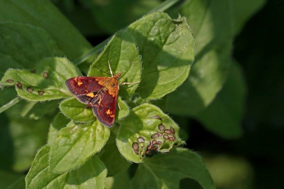 Orange Mint Moth. Photo by Steve Owen.