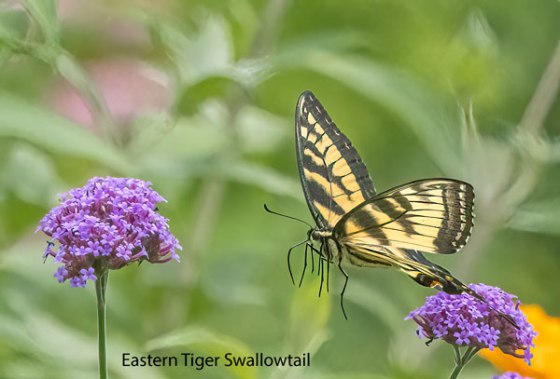 Eastern Tiger Swallowtail on Purpletop vervain. Photo by Carolyn Jez.