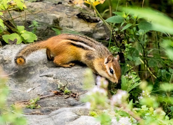 Chipmunk. Photo by Carolyn Jez.