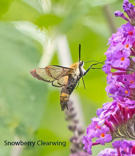 Snowberry Clearwing. Photo by Carolyn Jez.