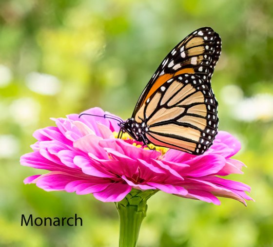 Monarch. Photo by Carolyn Jez.
