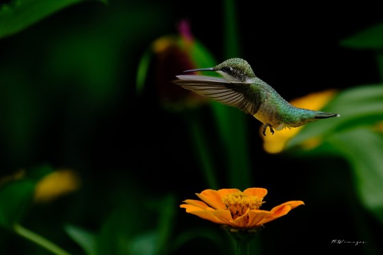 Female Ruby-throated Hummingbird. Photo by Mark Williams.