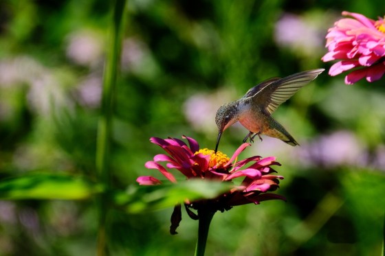 Ruby Throated Hummingbird. Photo by Mark Williams.