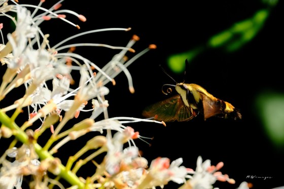 Snowberry Clearwing moth on Bottlebrush. Photo by Mark Williams.