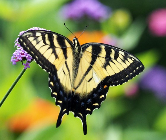 Eastern tiger swallowtail. Photo by Ken Kerr.