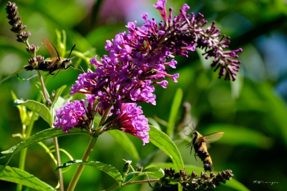 Two Snowberry Clearwings. Photo by Mark Williams.