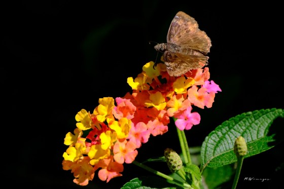 Wild indigo duskywing on Lantana. Photo by Mark Williams.
