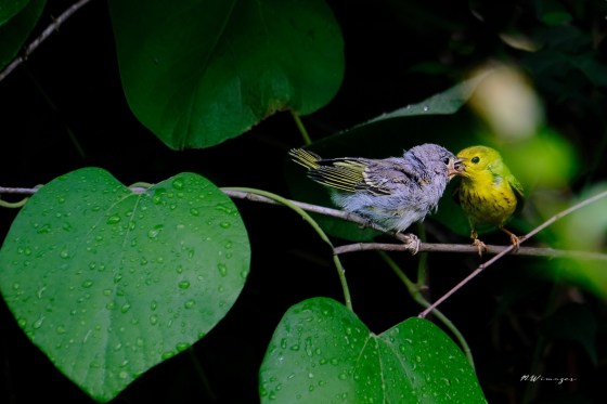 Yellow Warbler and Young. Photo by Mark Williams.