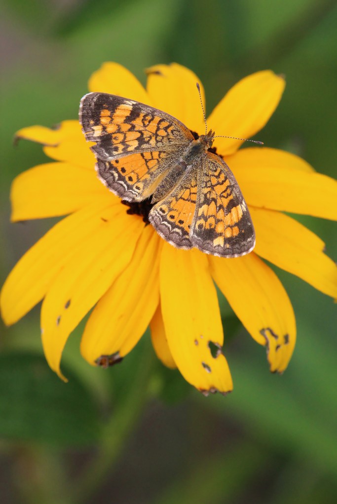 Northern crescent (Male). Photo by Michelle Sharp.
