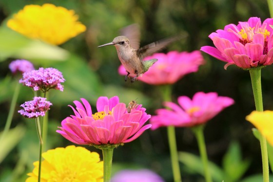 Female Ruby-throated hummingbird. Photo by Michelle Sharp.