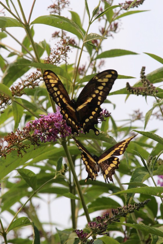 Two Giant Swallowtail Butterflies. Photo by Michelle Sharp.