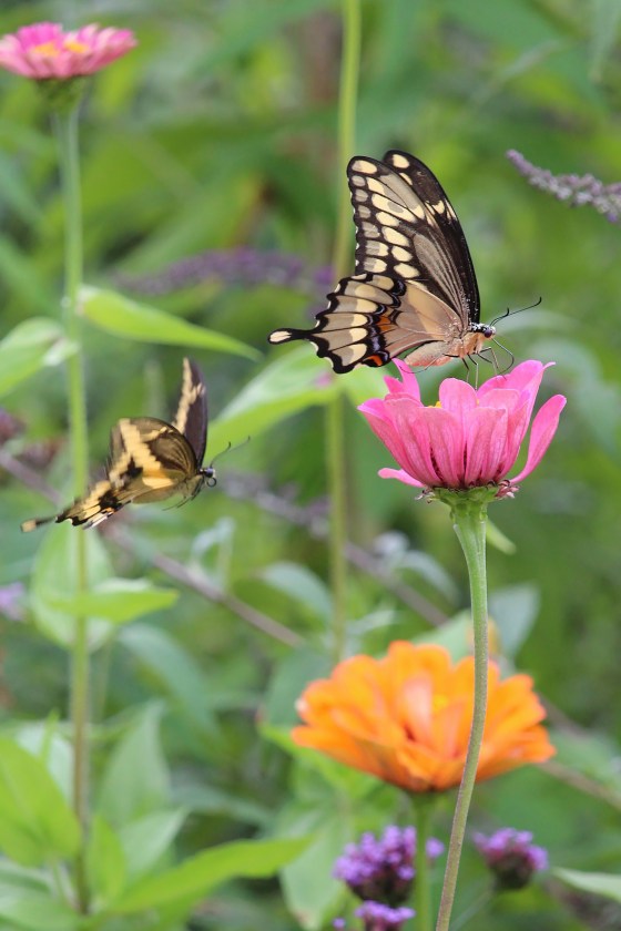 Giant Swallowtails. Photo by Michelle Sharp.