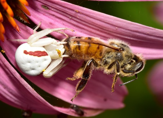 Goldenrod Crab spider eating a bee. Photo by Ken Kerr.