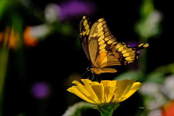 Giant Swallowtail. Photo by Mark Williams.