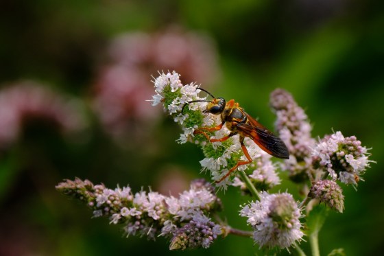 Great Golden DIgger Wasp. Photo by Mark Williams.