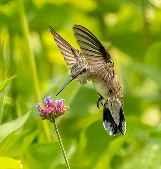 Female Ruby-throated Hummingbird. Photo by Carolyn Jez.