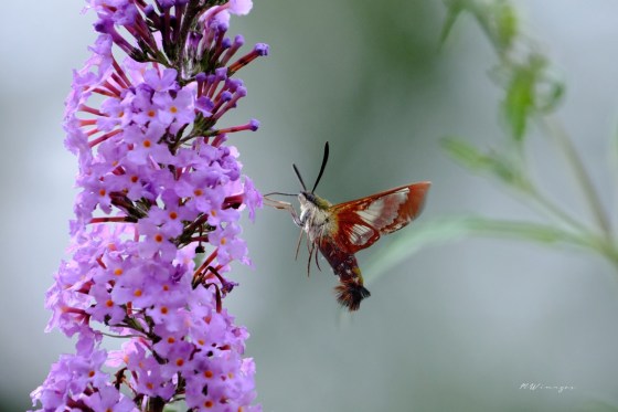Hummingbird Clearwing moth. Photo by Mark Williams.