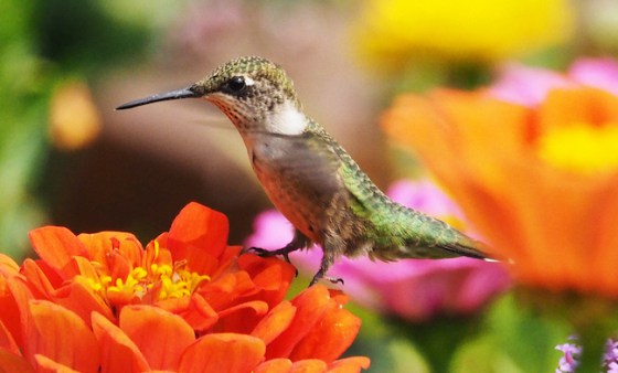 Female Ruby-throated Hummingbird. Photo by Ken Kerr.
