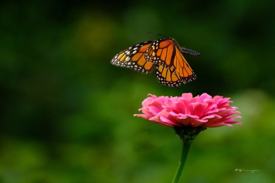 Monarch and Zinnia. Photo by Mark Williams.