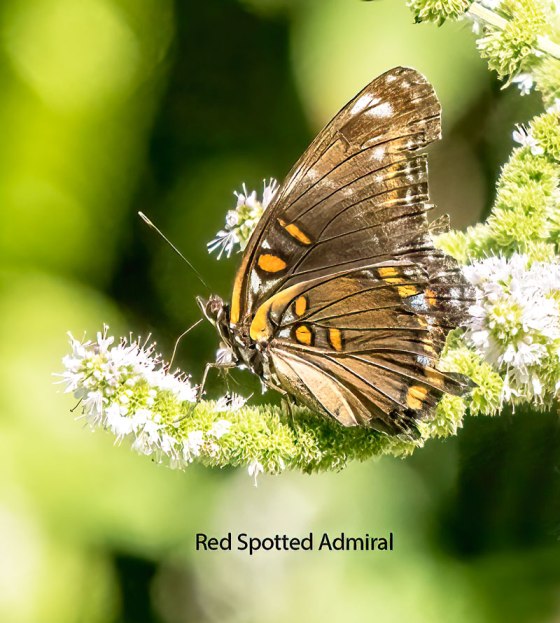 Red Spotted Admiral. Photo by Carolyn Jez.
