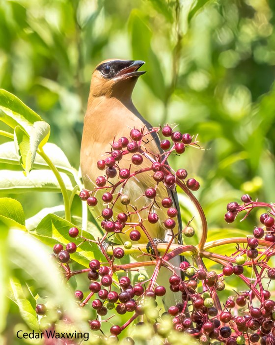 Cedar Waxwing and Elderberries. Photo by Carolyn Jez.