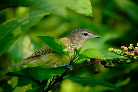 Philadelphia Vireo. Photo by Mark Williams.