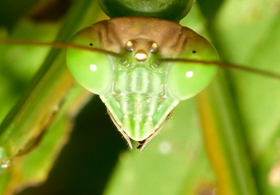 Praying Mantis. Photo by Ken Kerr.