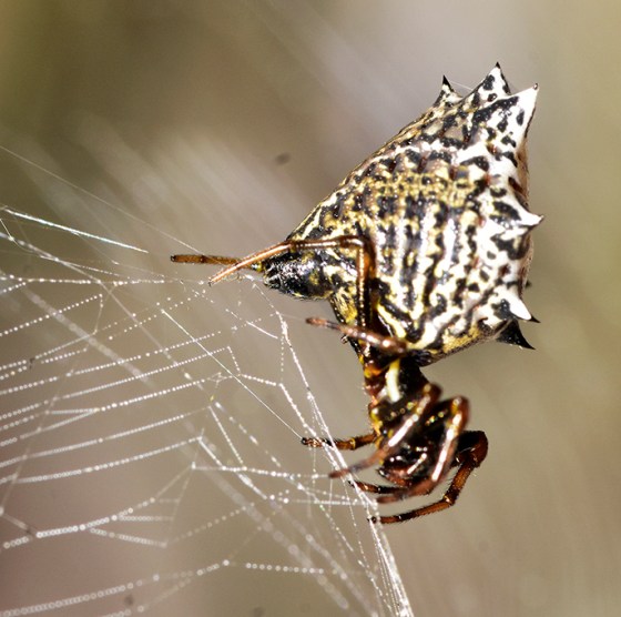 Spined Micarthena. Photo by Ken Kerr.