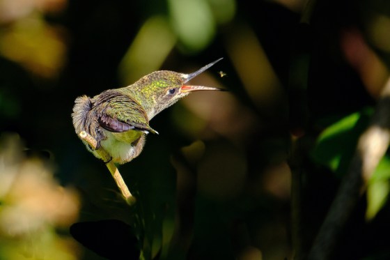 First Place: Ruby-throated Hummingbird, Mark Williams, Hamilton
