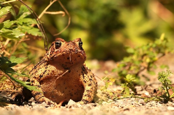 Honorable Mention: American Toad, Marsha Wright, Waterdown