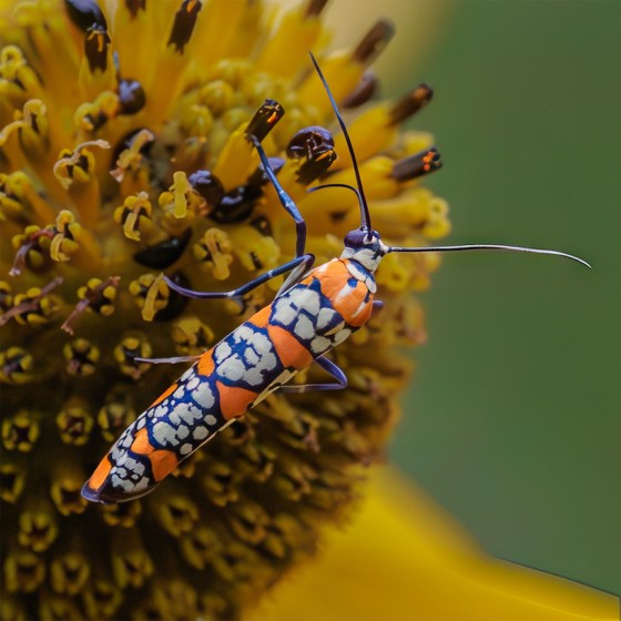 Second Place: Ailanthus Webworm, Geoffrey Dunn, Ancaster