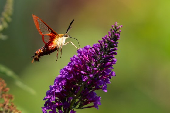 Honorable Mention: Hummingbird Clearwing, Don Leslie, Stoney Creek