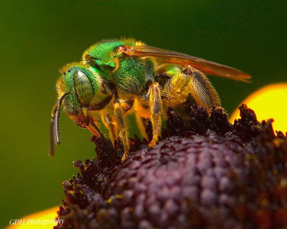 First Place: Sweat Bee, Dean Hughes, Burlington
