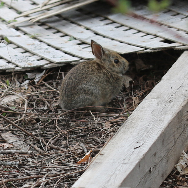 Eastern Cottontail