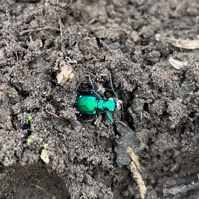 Tiger Beetle
