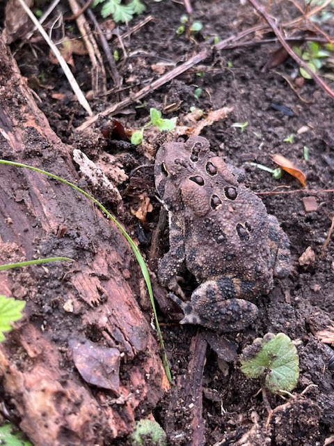 American Toad