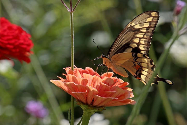 Giant Swallowtail. Photo by Steve Owen