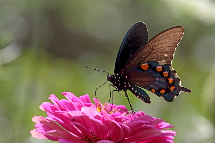 Pipevine Swallowtail. Photo by Steve Owen