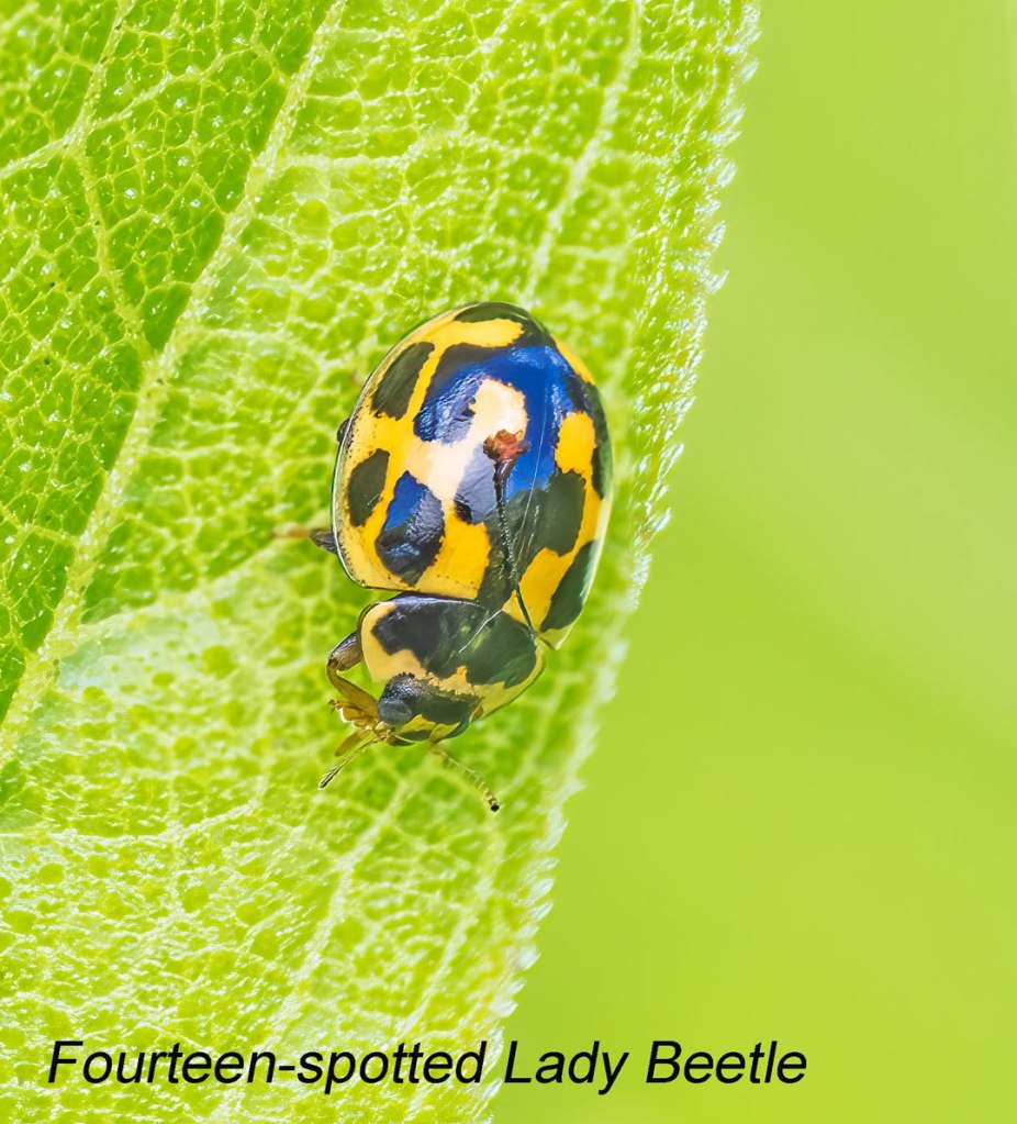 Fourteen-spotted Lady Beetle. Photo by Ted Jez